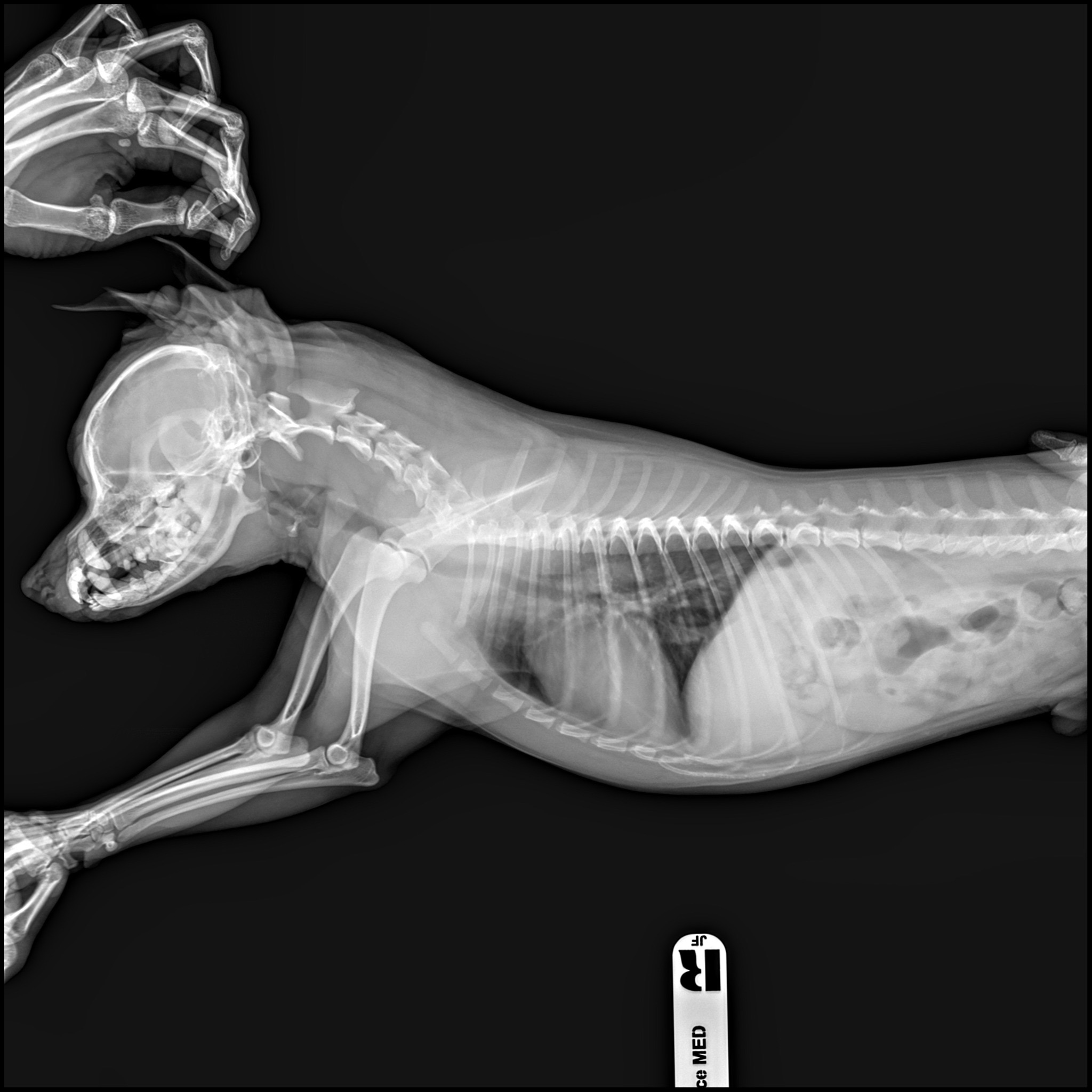 X-ray Image